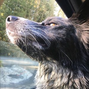 Meet your Posher, Stella